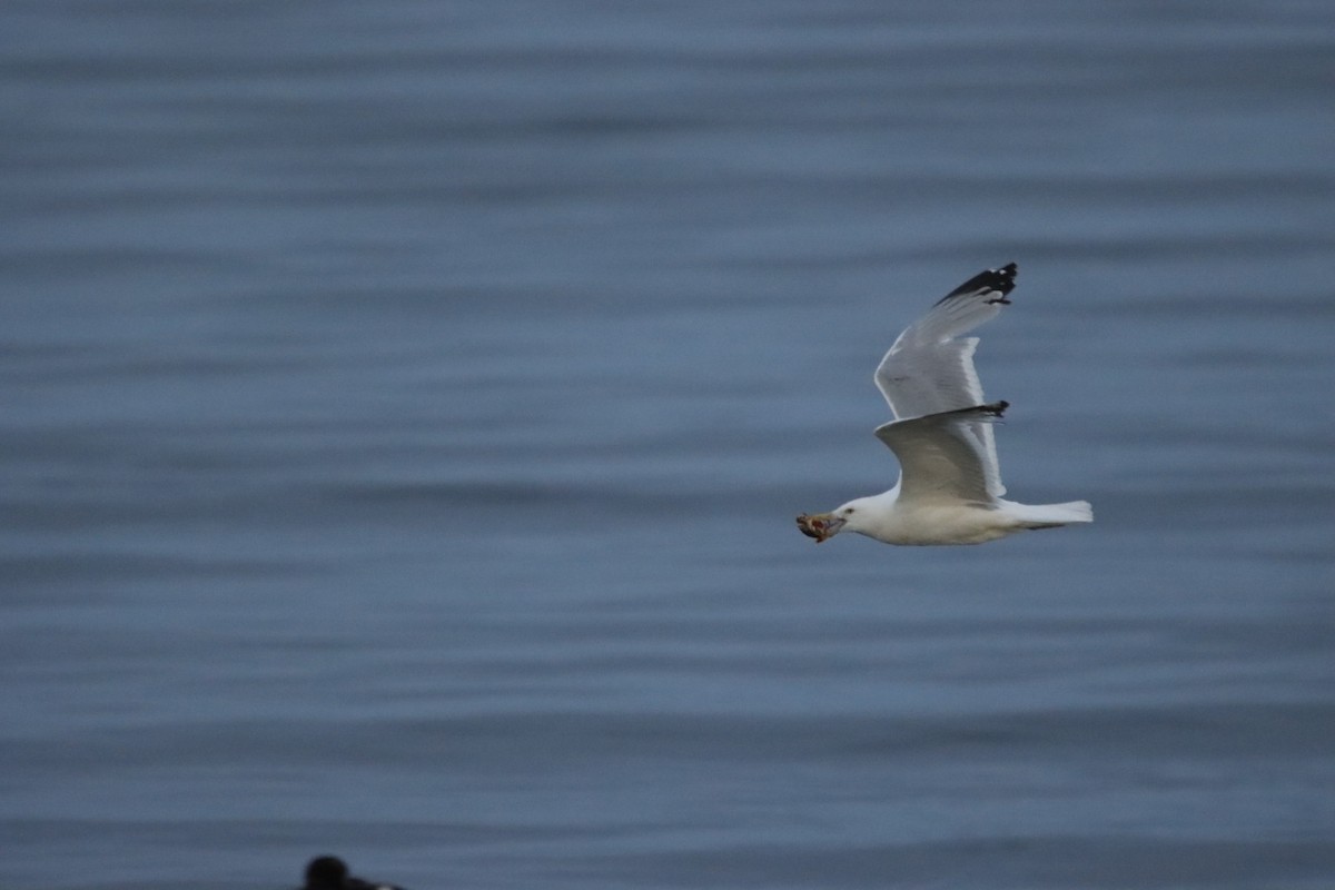 American Herring Gull - ML639887883