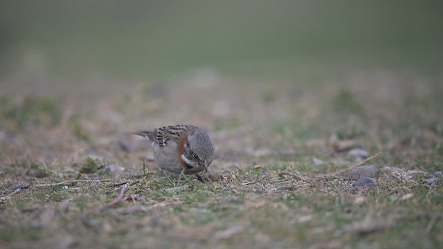 Rufous-collared Sparrow - ML639887886
