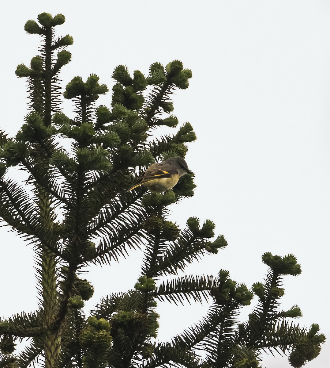 粉紅山椒鳥 - ML639887987