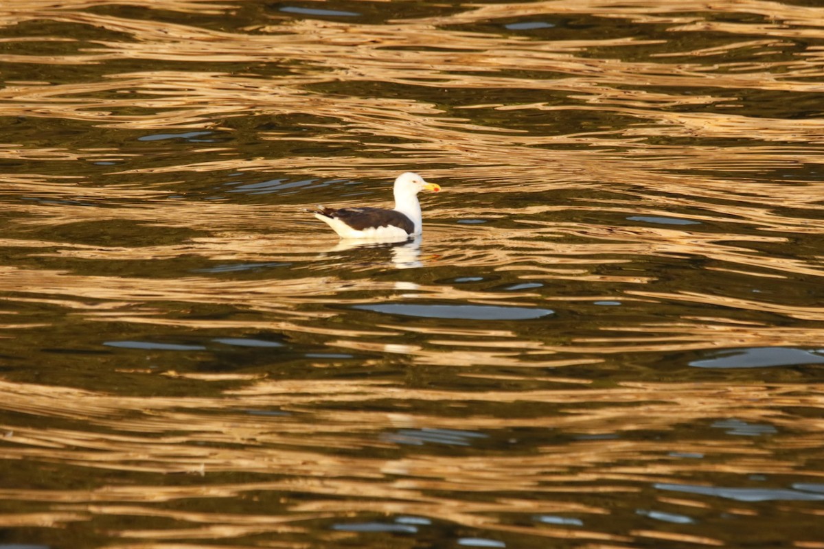 Great Black-backed Gull - ML639888003