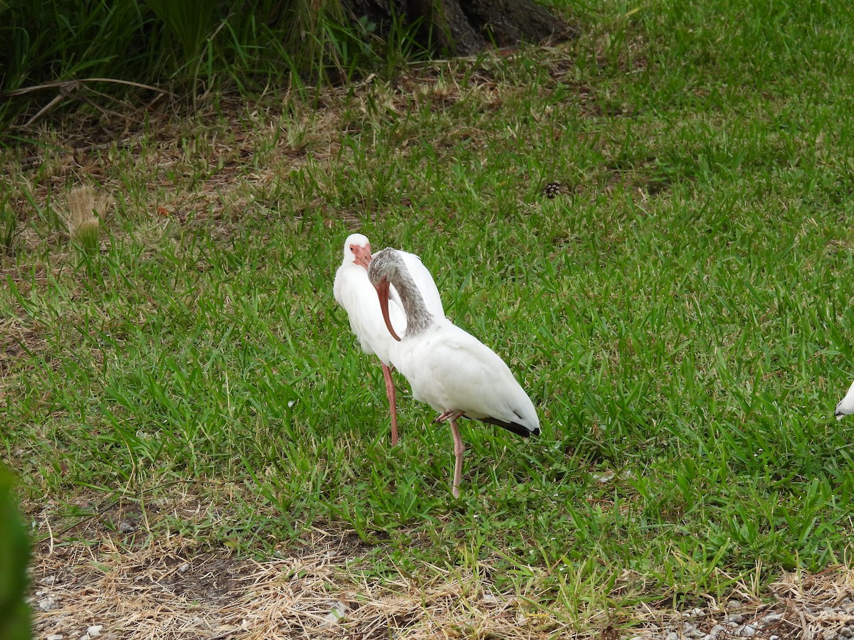 White Ibis - ML639888042
