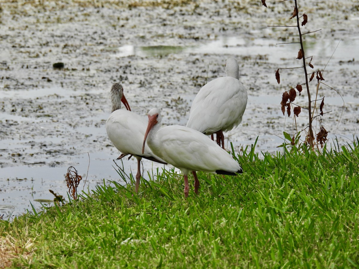 White Ibis - ML639888043