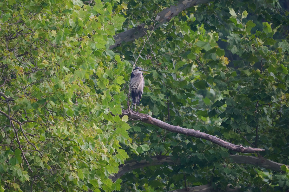 Great Blue Heron - ML639888046