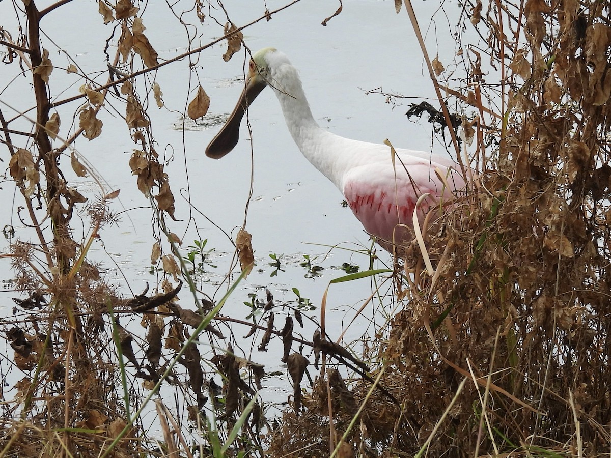 Roseate Spoonbill - ML639888060