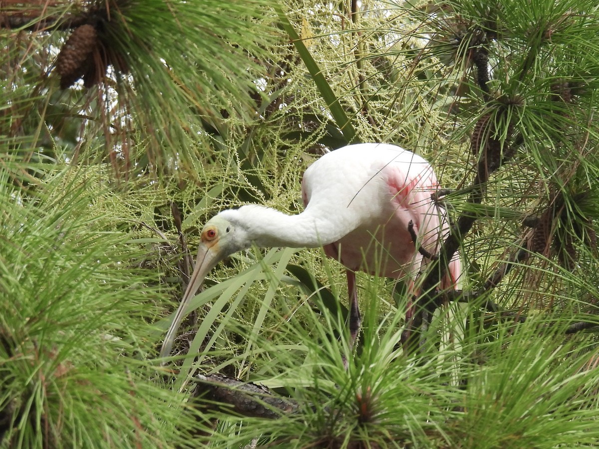 Roseate Spoonbill - ML639888062