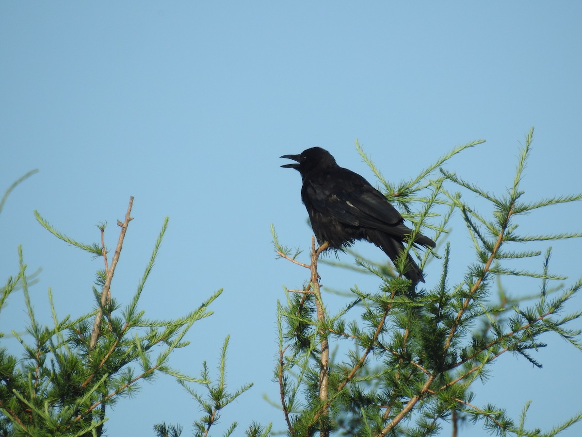 American Crow - ML639888153