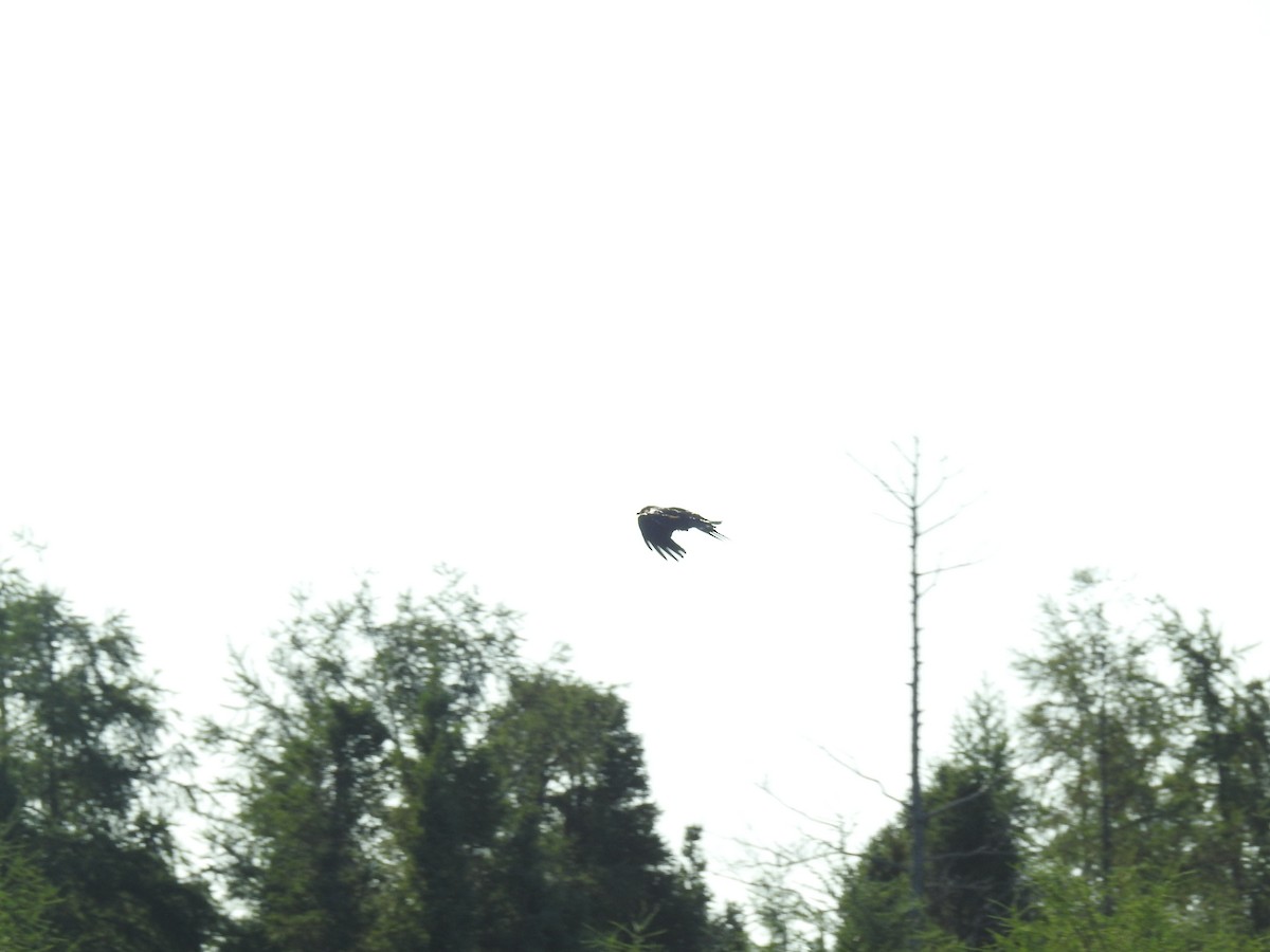 American Crow - ML639888160
