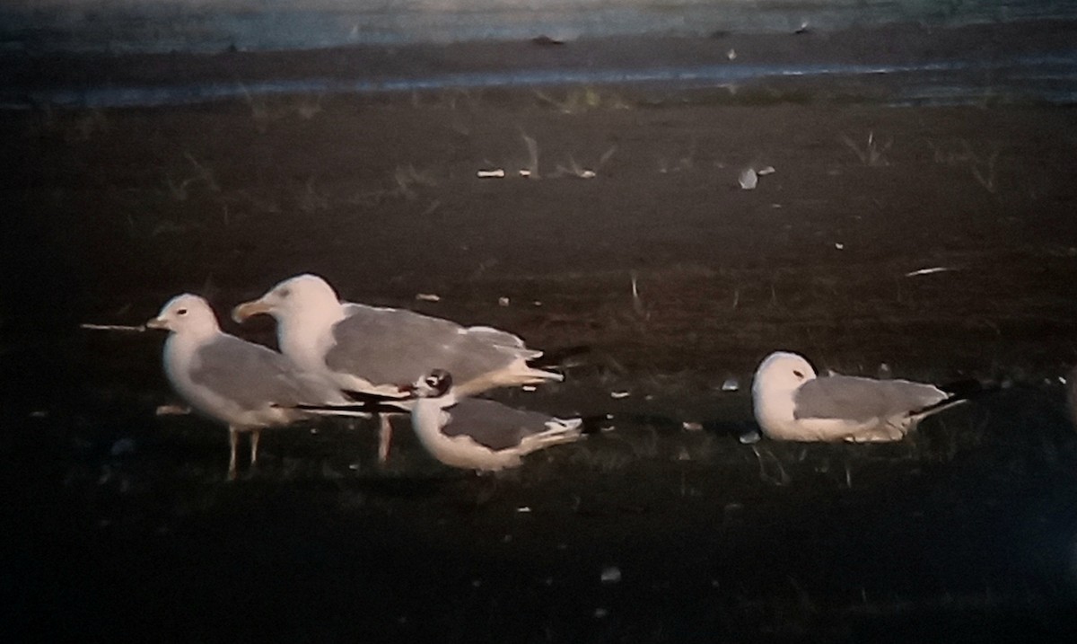 Franklin's Gull - ML639888177