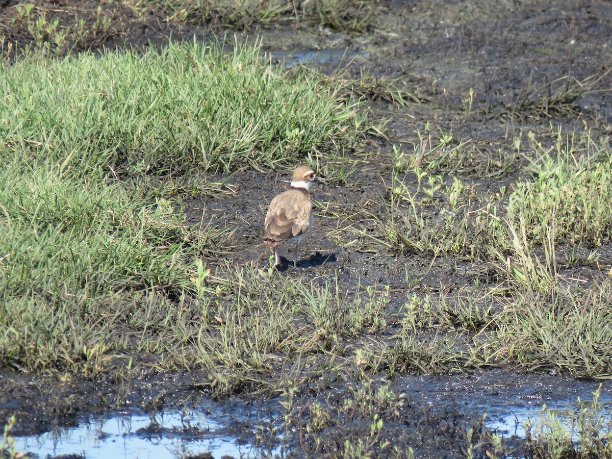 Killdeer - ML639888235