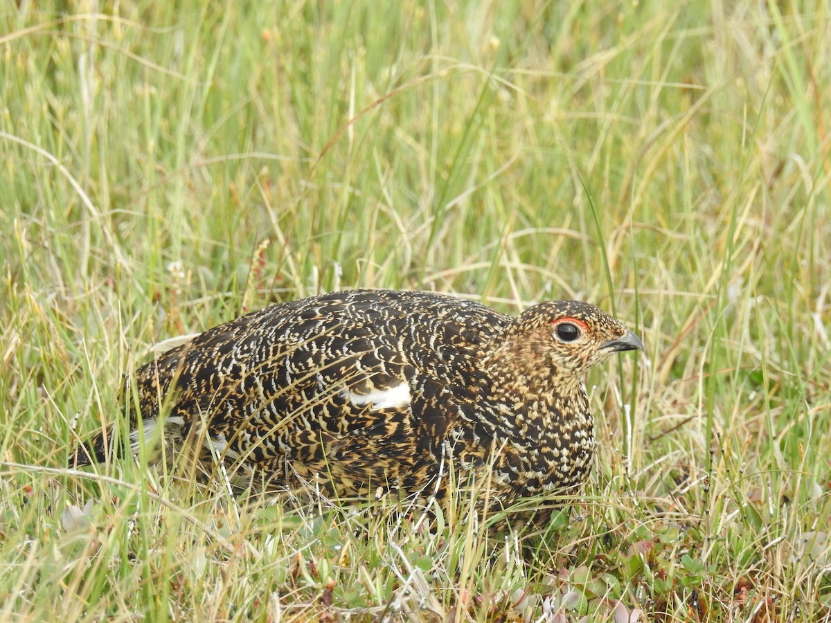 Willow Ptarmigan - ML639888254