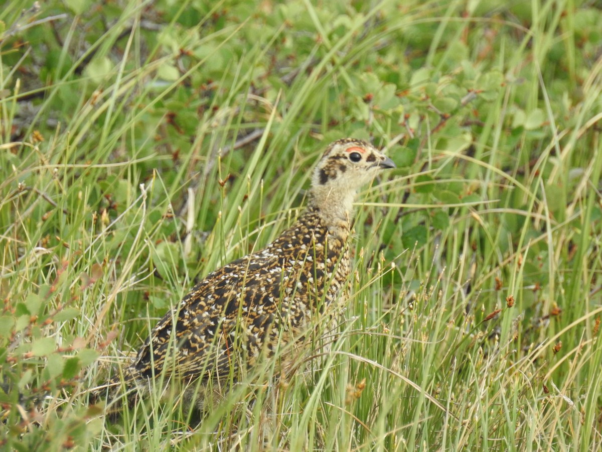Willow Ptarmigan - ML639888262