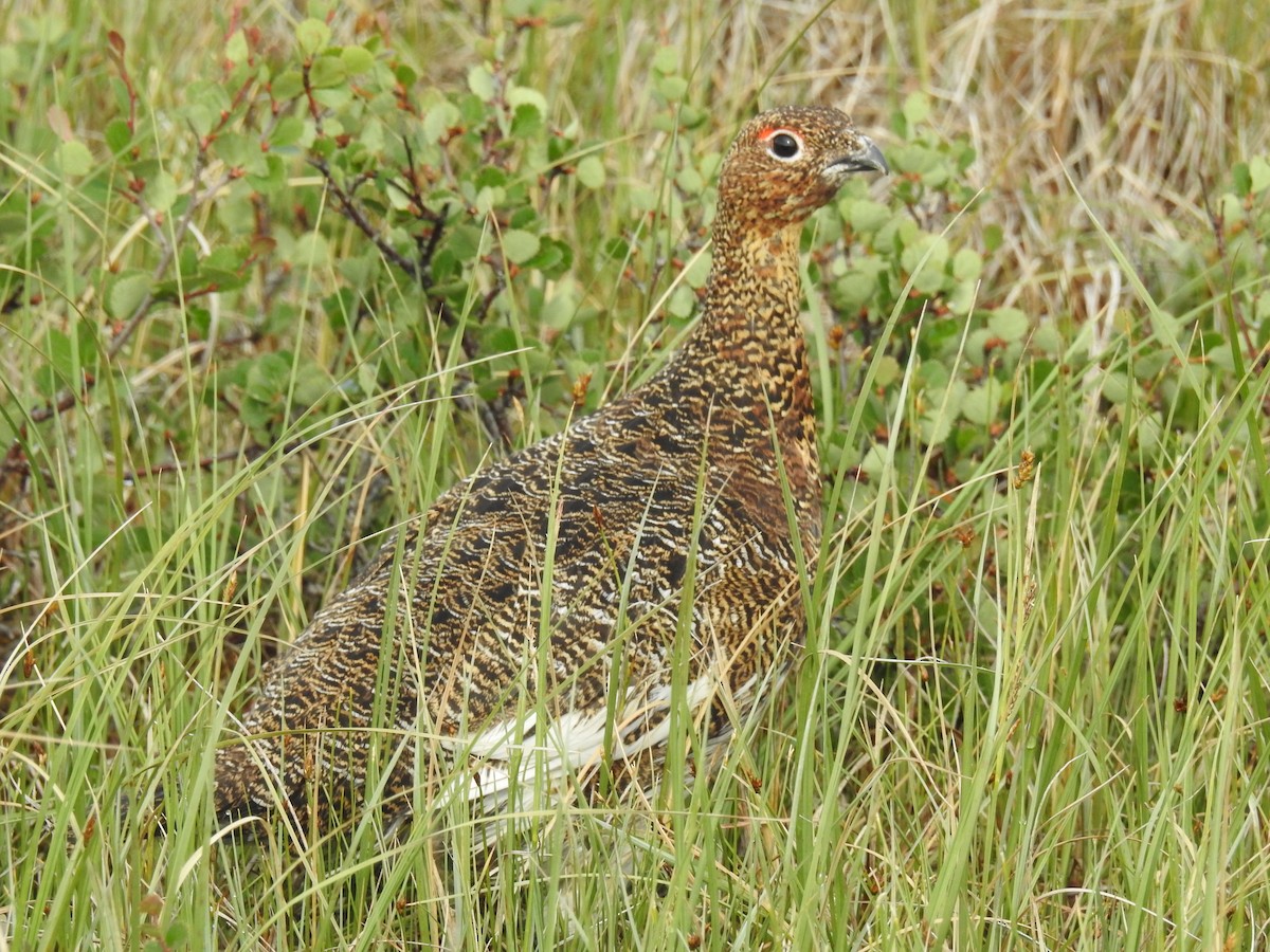 Willow Ptarmigan - ML639888263