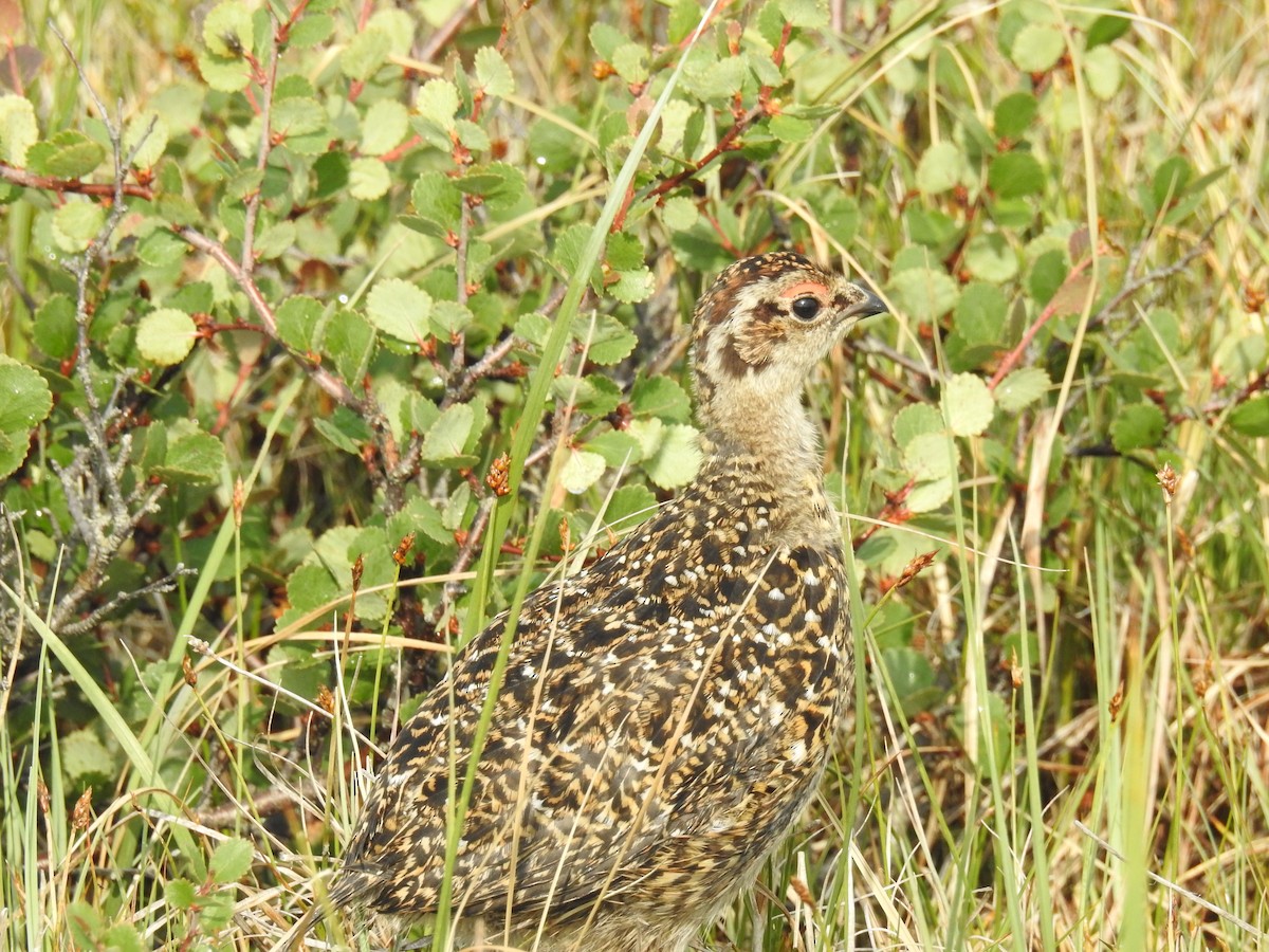 Willow Ptarmigan - ML639888267