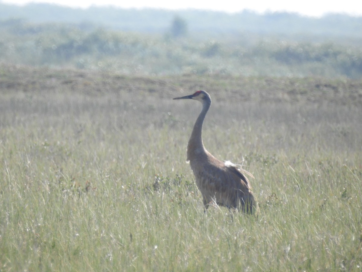 Sandhill Crane - ML639888281