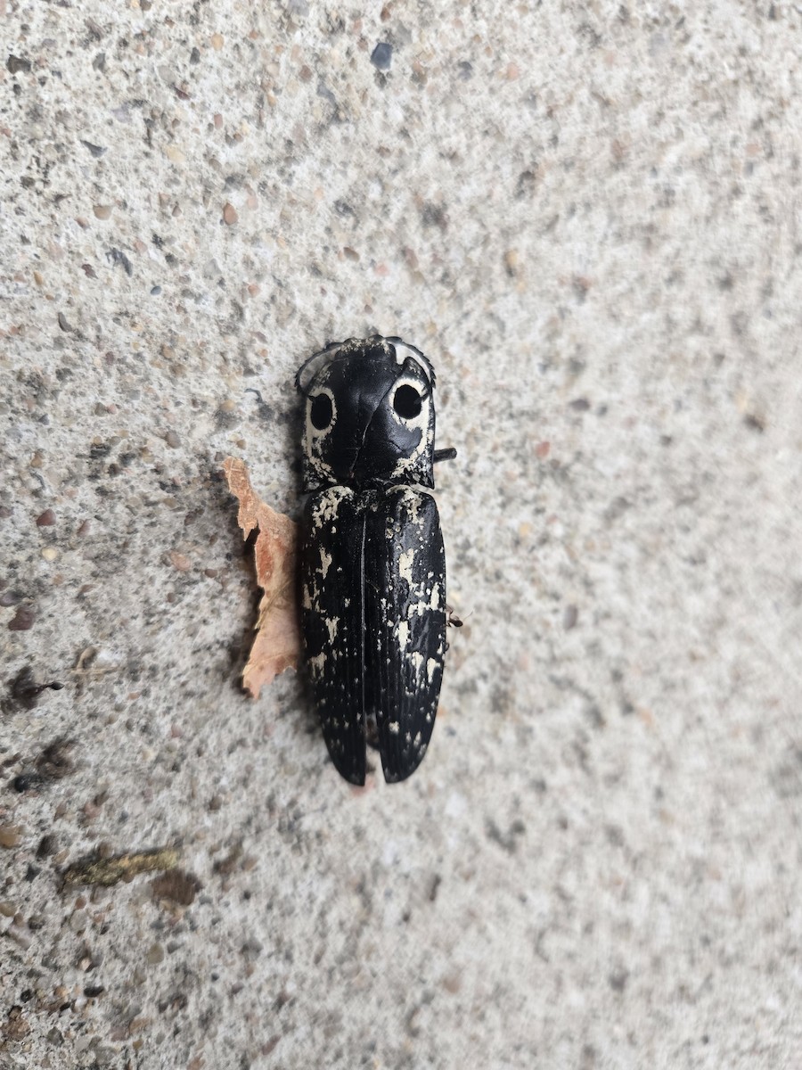 Texas Eyed Click Beetle - ML639888299
