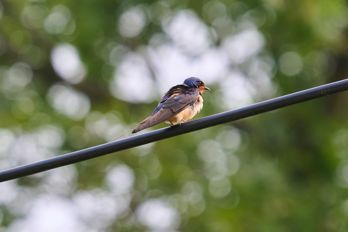 Barn Swallow - ML639888400