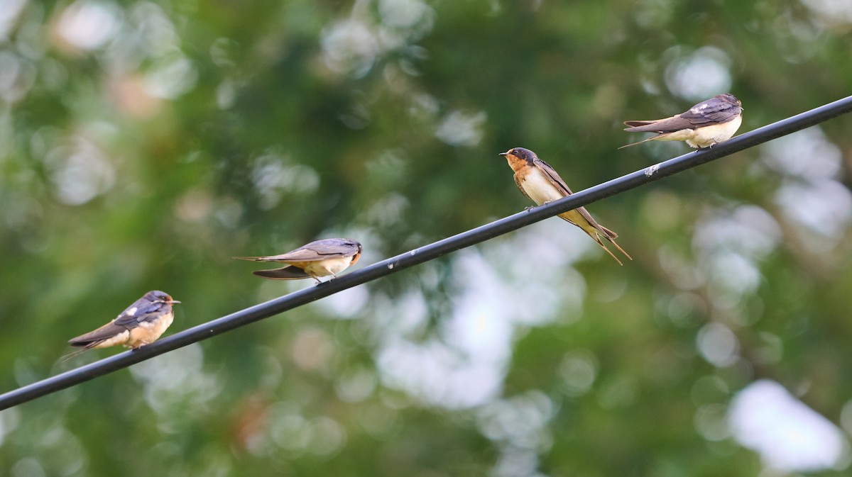 Barn Swallow - ML639888401