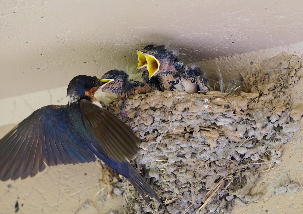 Barn Swallow - ML639888402