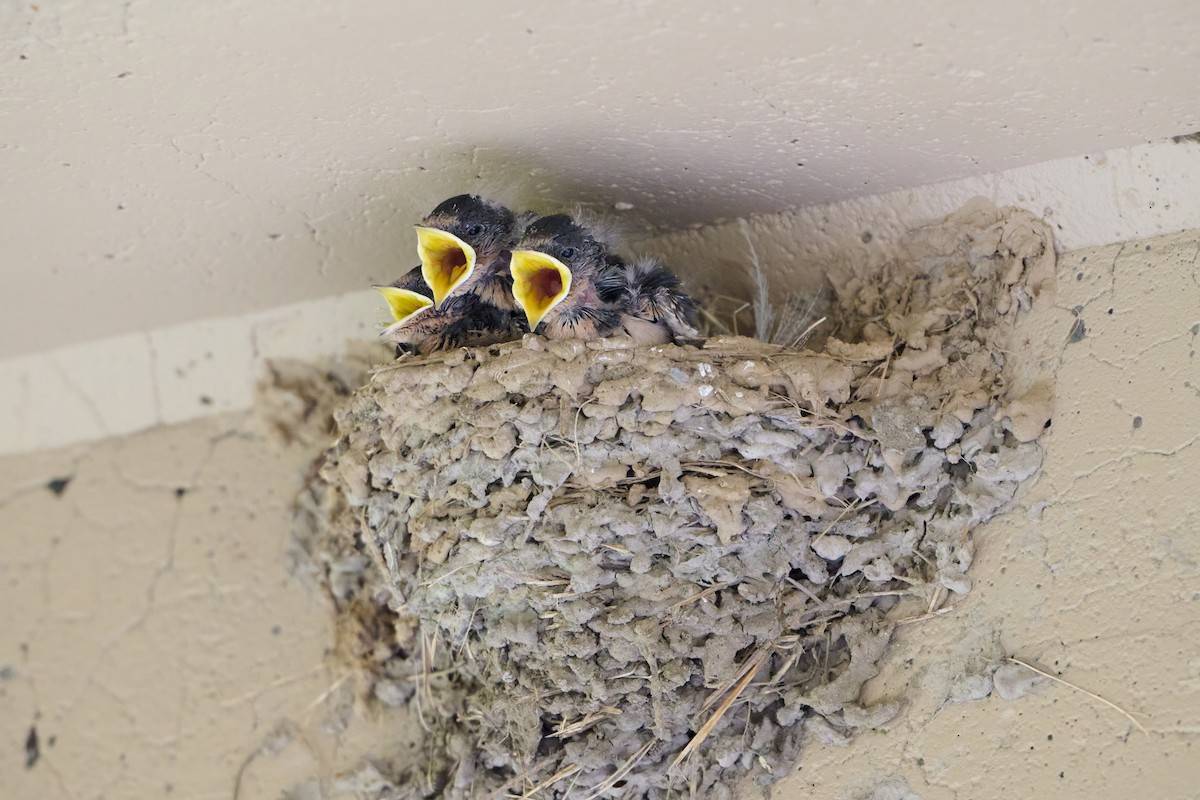 Barn Swallow - ML639888403