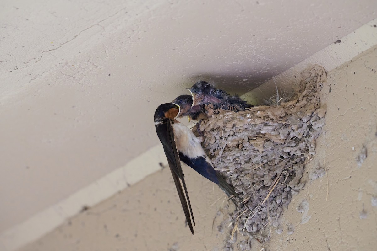 Barn Swallow - ML639888404