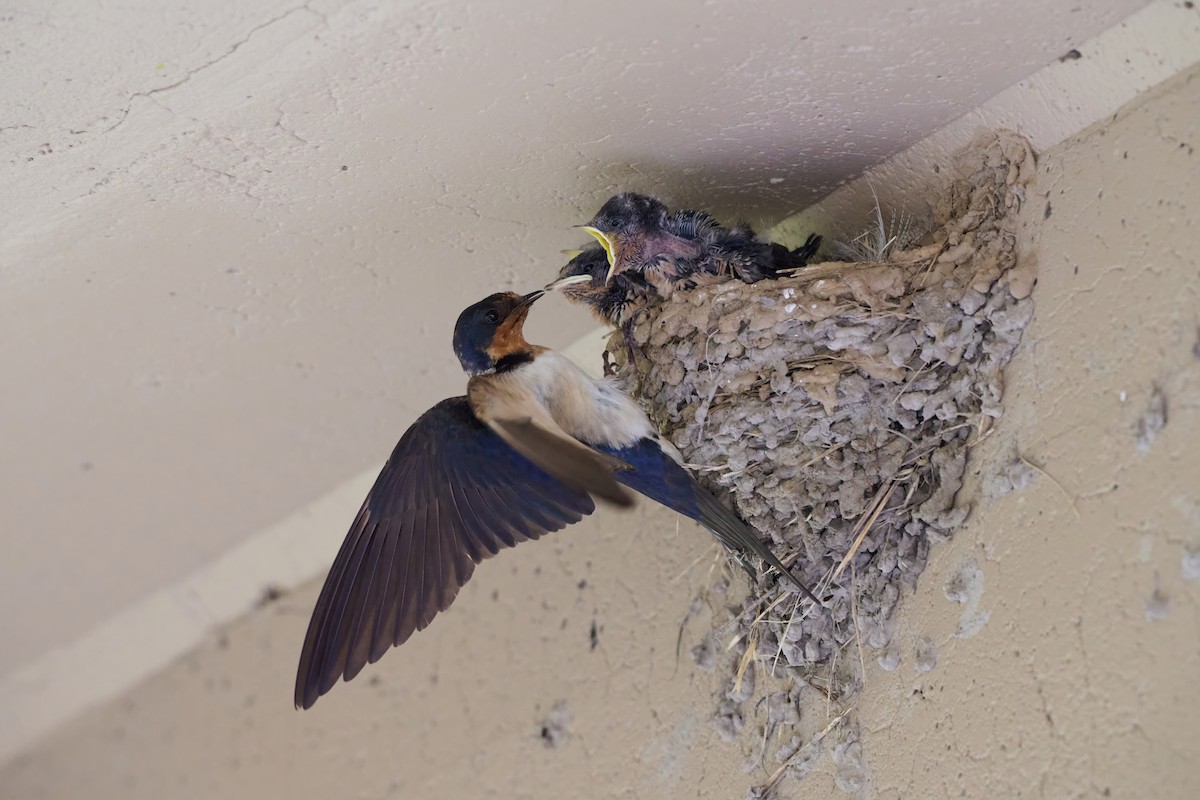 Barn Swallow - ML639888405