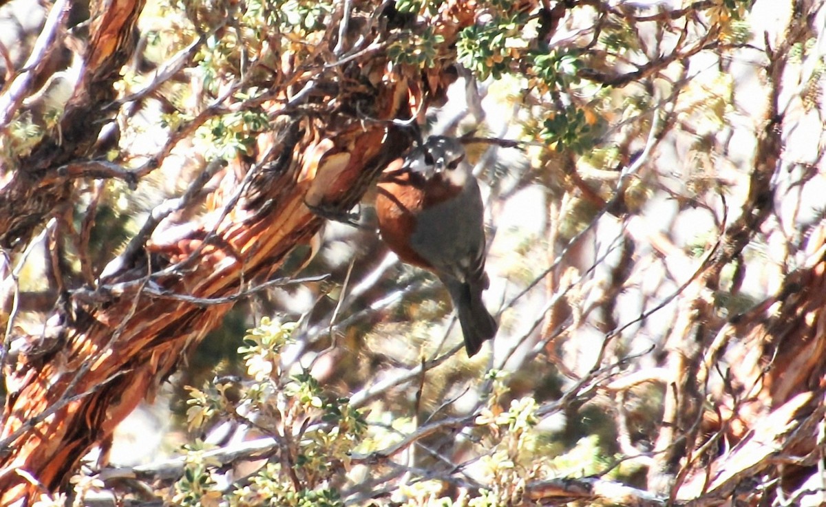 Giant Conebill - ML639888457