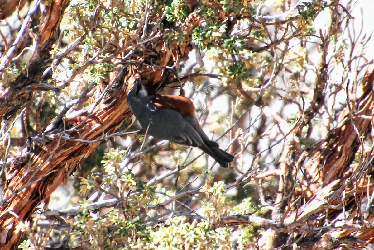 Giant Conebill - ML639888459