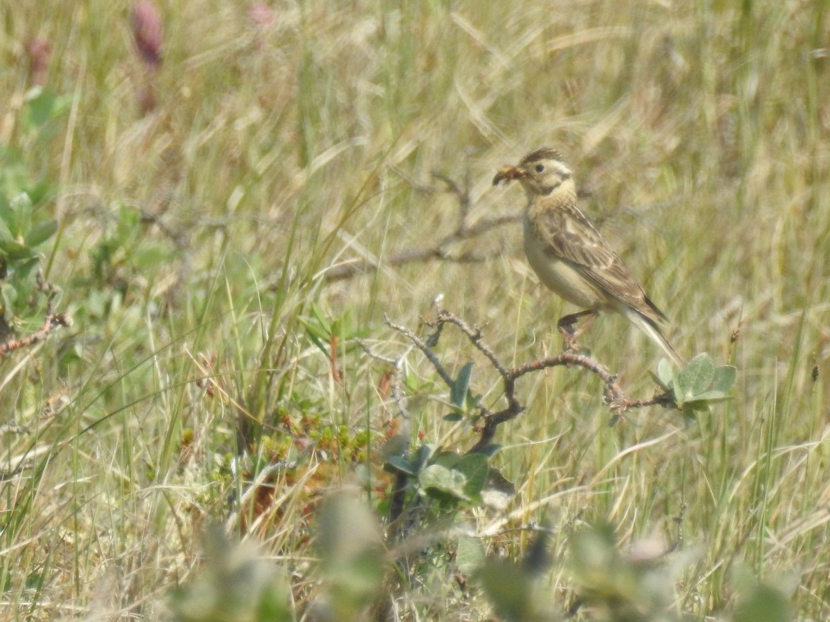 Smith's Longspur - ML639888501