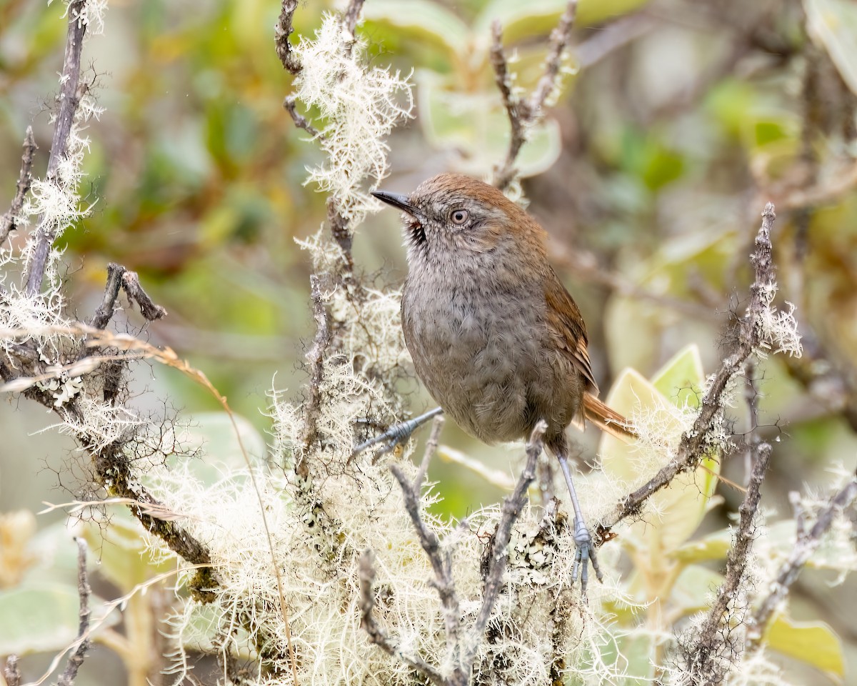 Puna Thistletail - ML639888597
