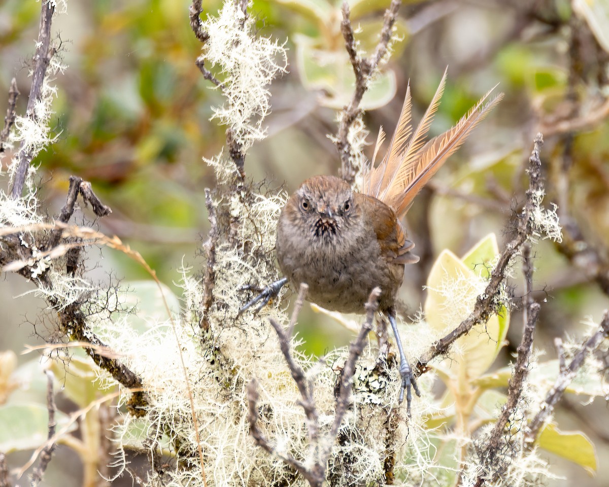 Puna Thistletail - ML639888599