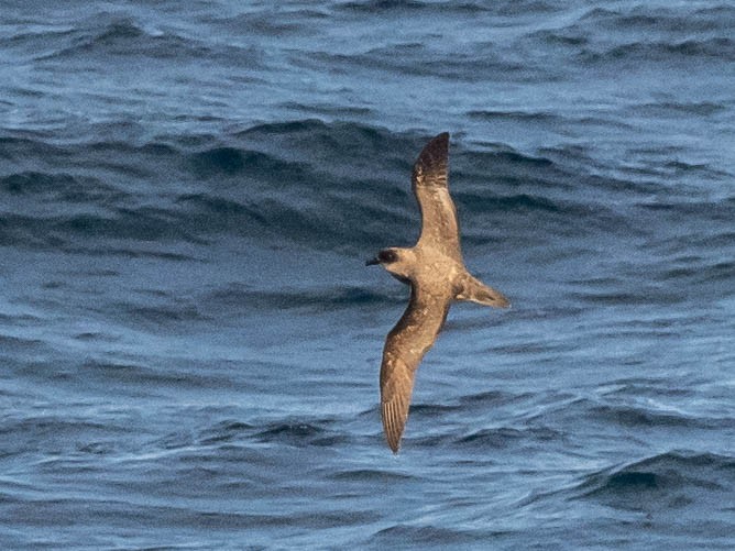 Atlantic Petrel - ML639888796