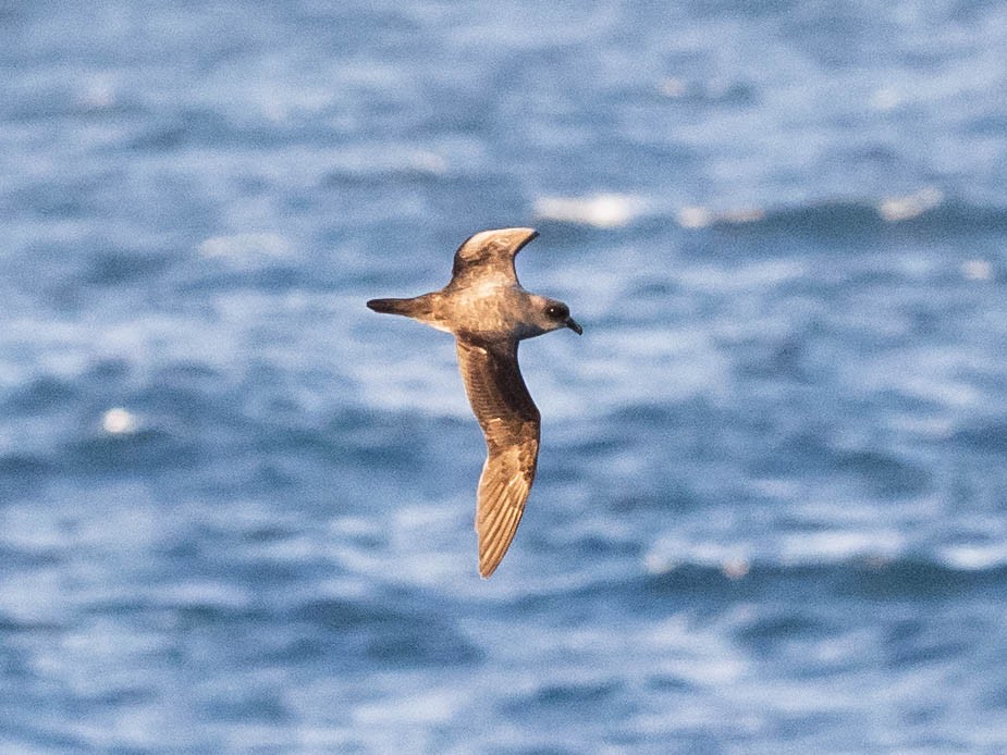 Atlantic Petrel - ML639888799