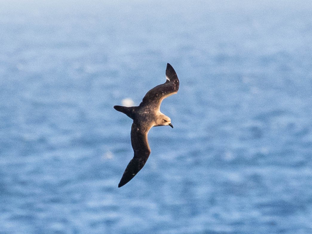 Atlantic Petrel - ML639888801