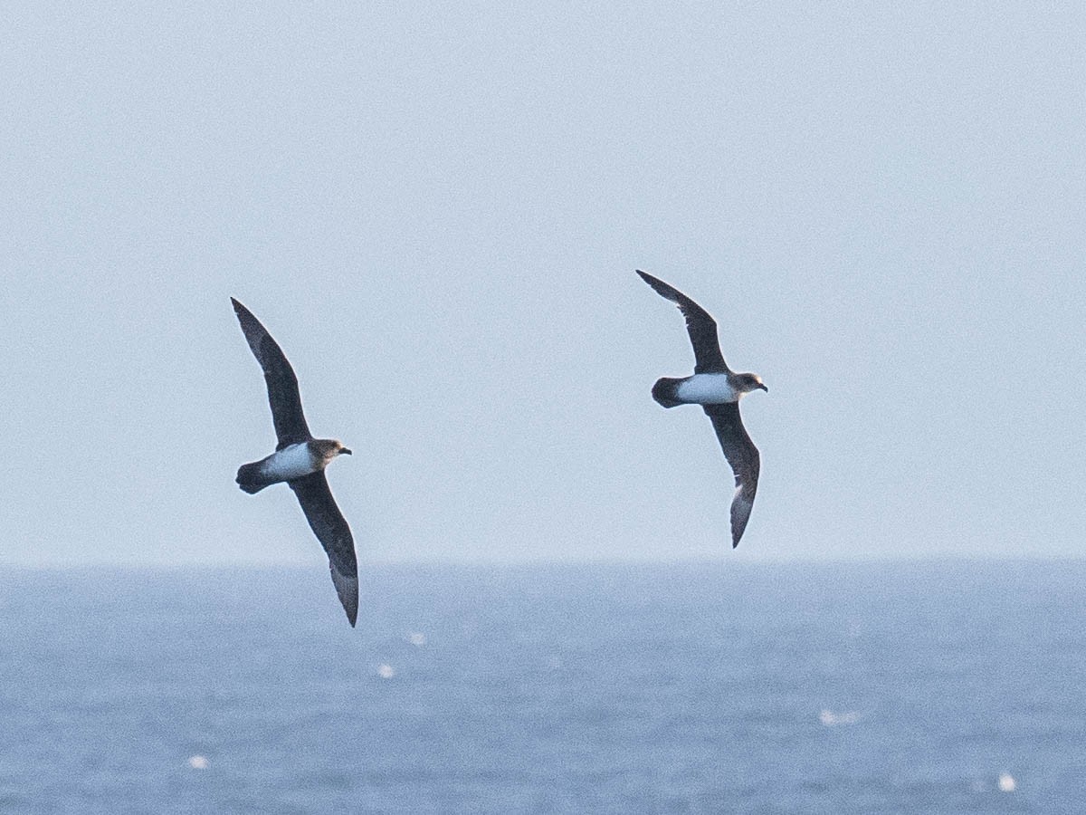 Atlantic Petrel - ML639888802