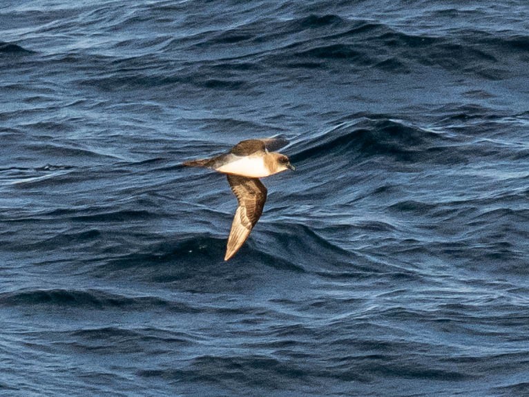 Atlantic Petrel - ML639888803