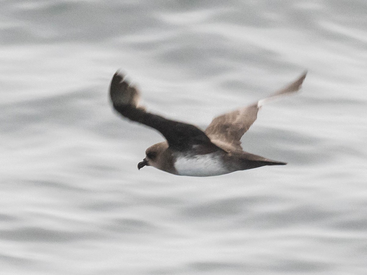 Atlantic Petrel - ML639888805