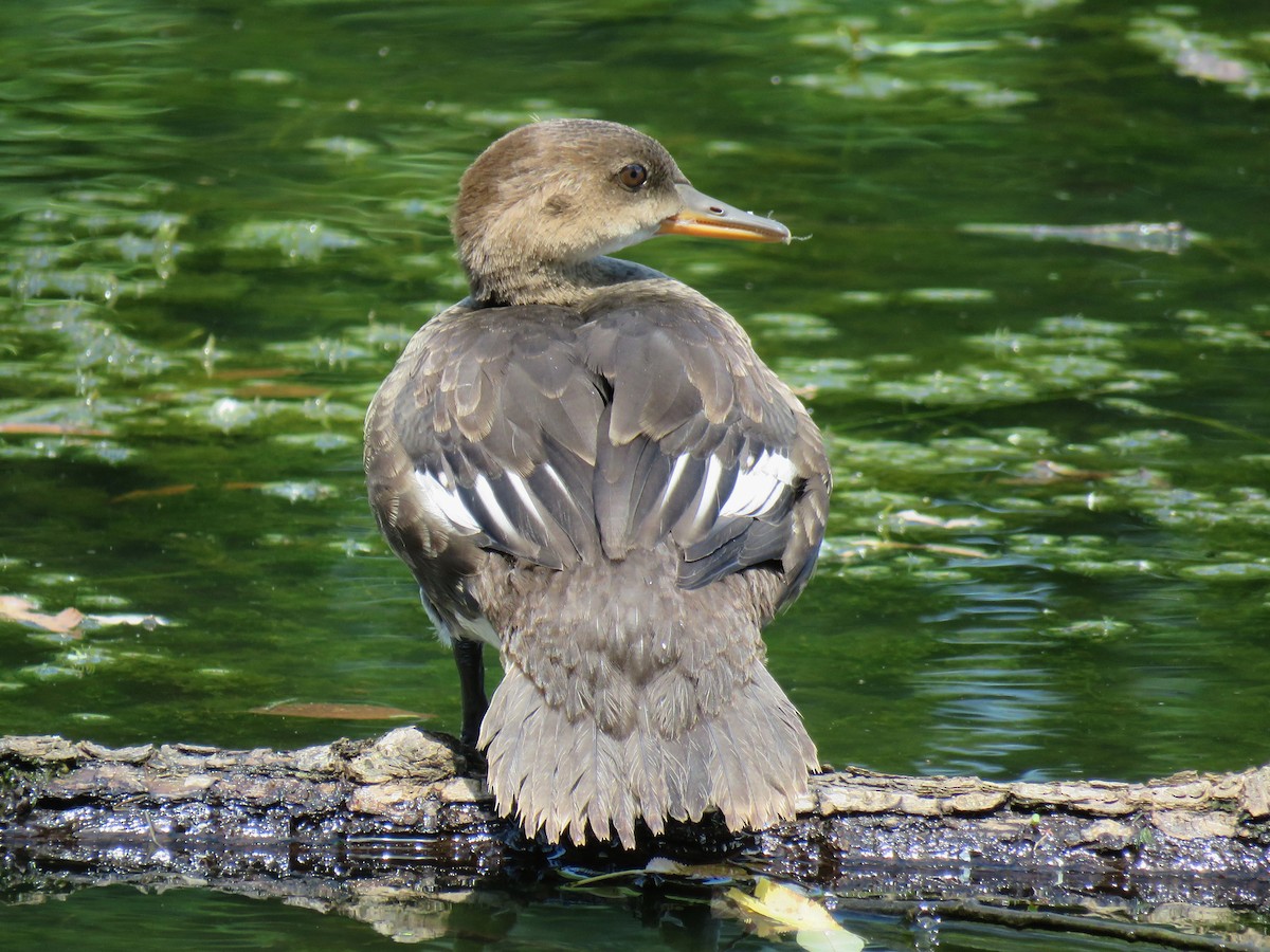 Hooded Merganser - ML639888839