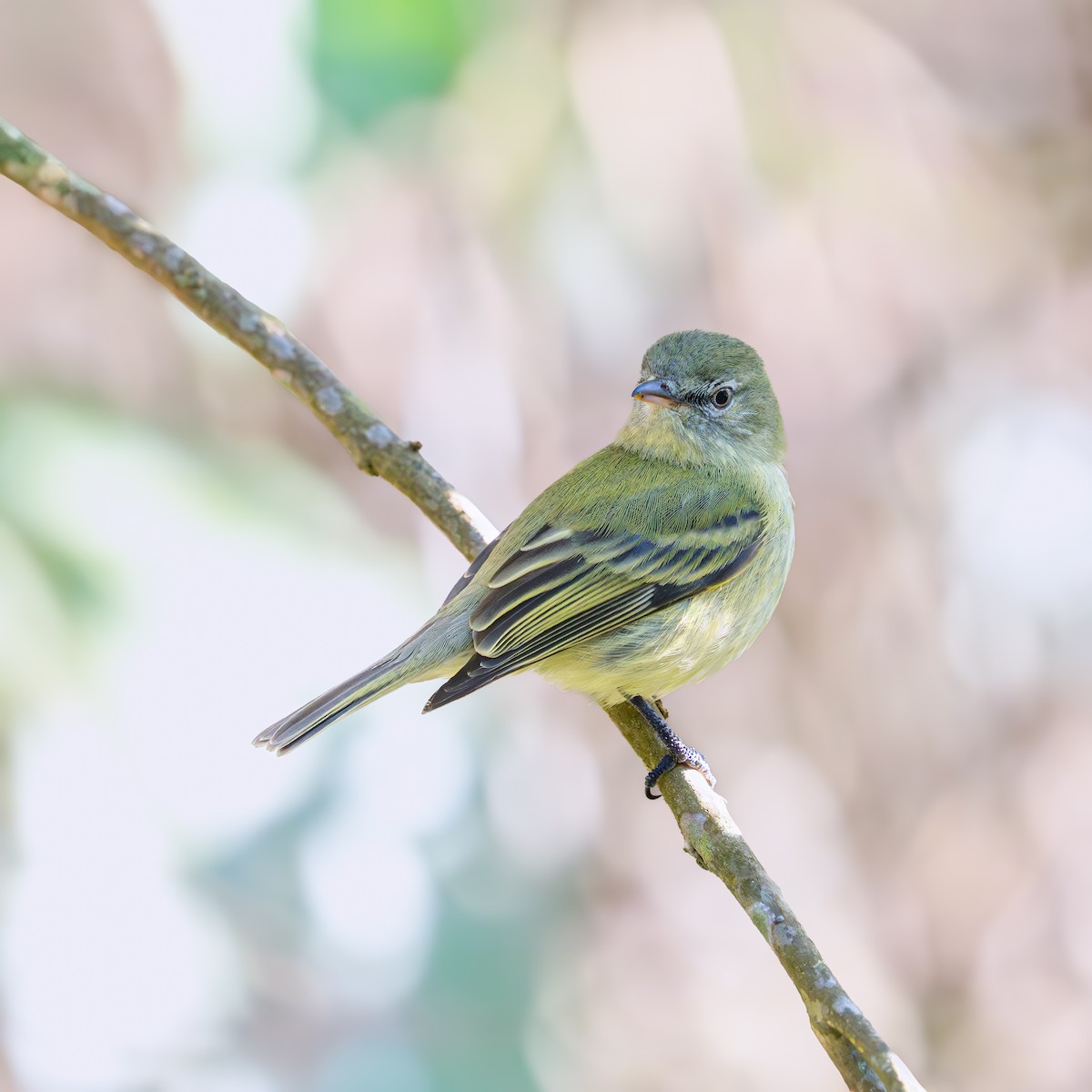 Rough-legged Tyrannulet - ML639888903