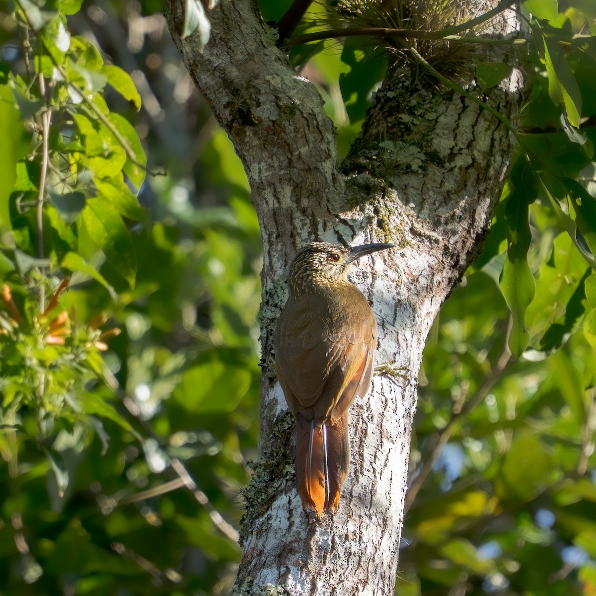 White-throated Woodcreeper - ML639888932