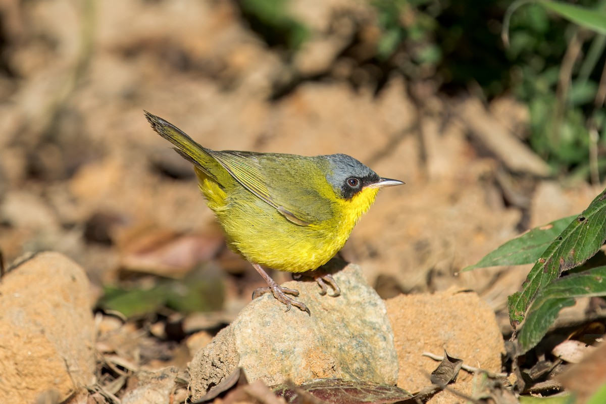 Southern Yellowthroat - ML639888984