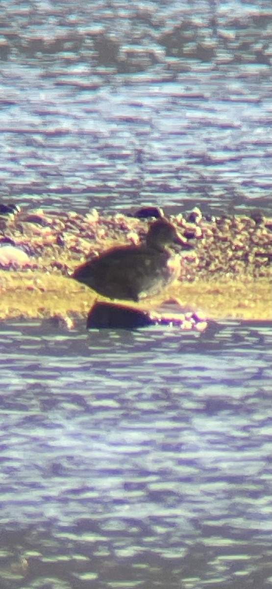 Redhead - ML639889017