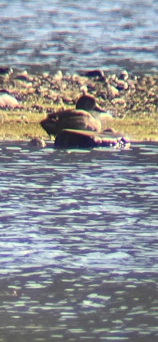 Redhead - ML639889018