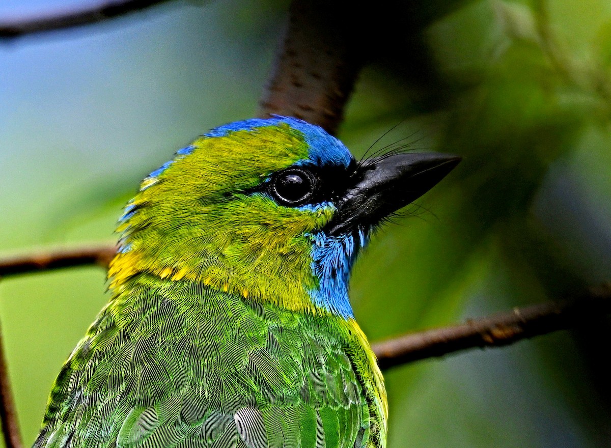 Golden-naped Barbet - ML639889091