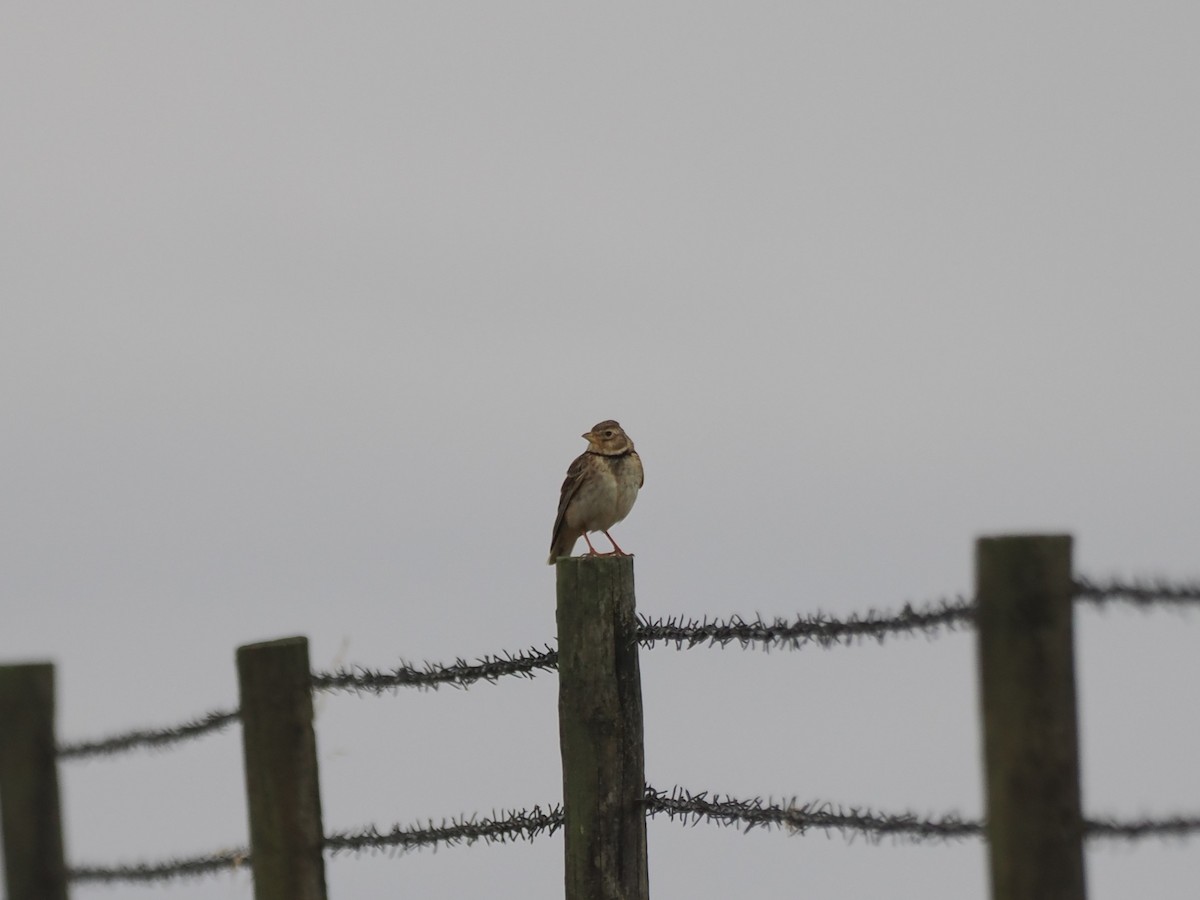 Calandra Lark - ML639889133