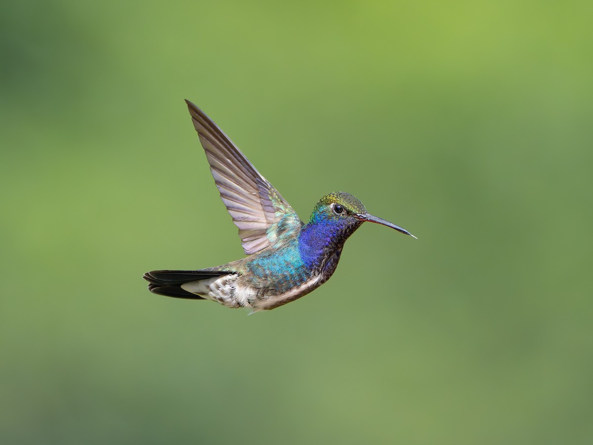 kolibřík safírový - ML639889195