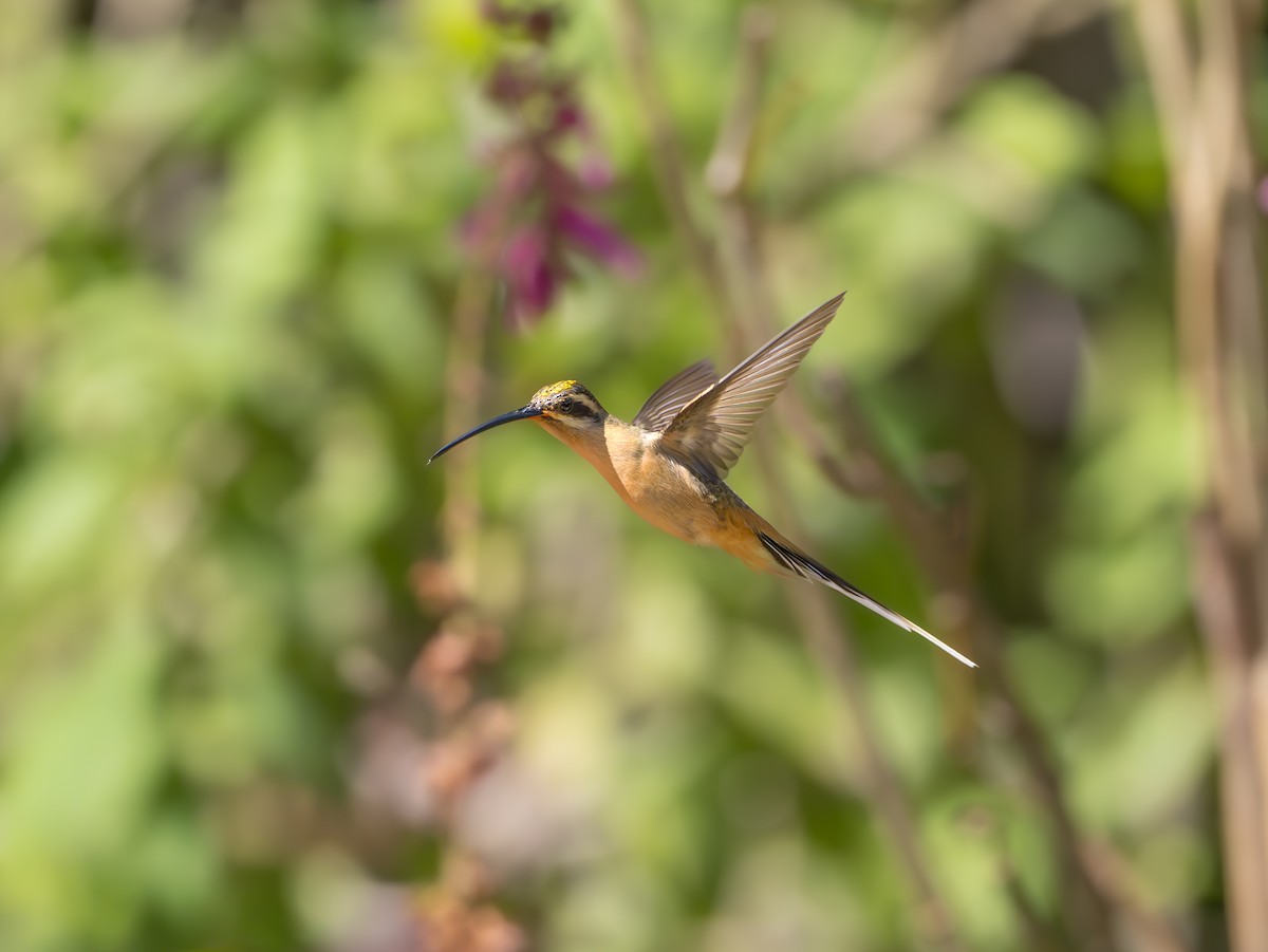 kolibřík Pretreův - ML639889208