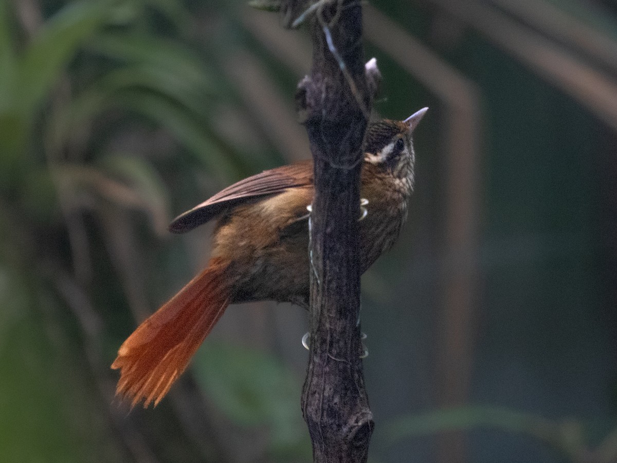 White-browed Foliage-gleaner - ML639889242