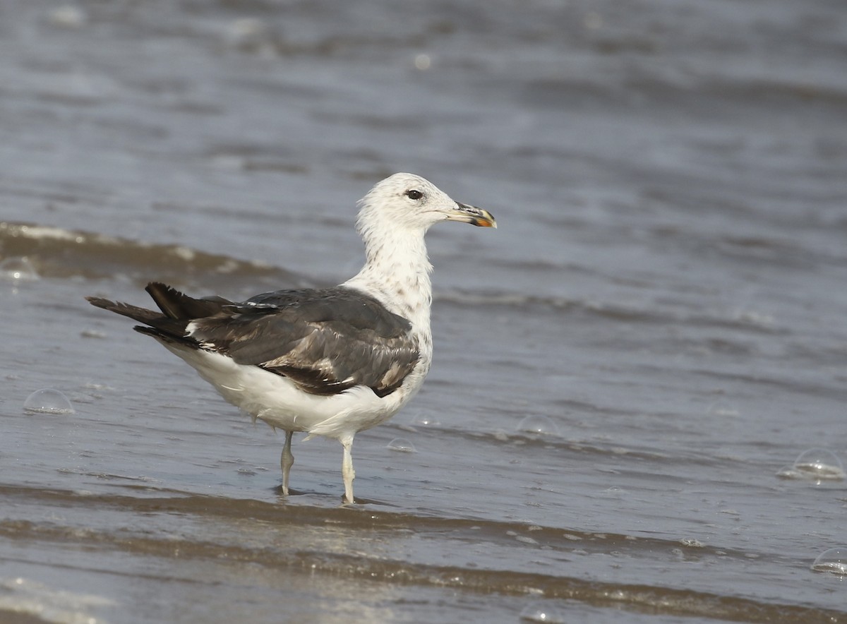 Gaviota Sombría - ML639889314
