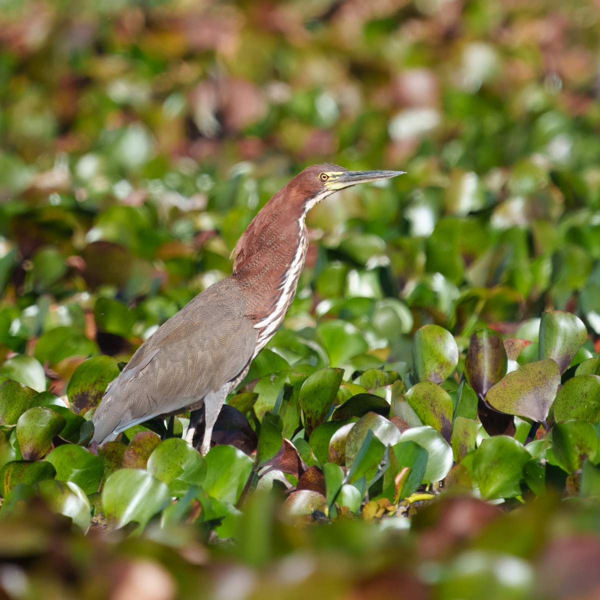 bukač červenavý - ML639889470