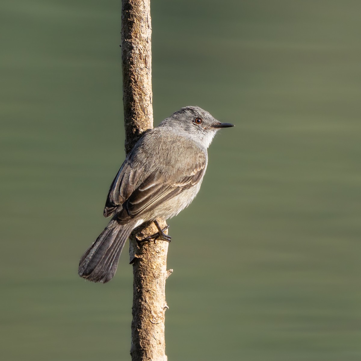 Sooty Tyrannulet - ML639889476